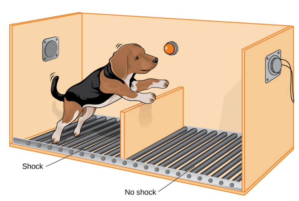 Inescapable shock training in the shuttle box